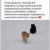 Dobre serca naszych przedszkolaków- wsparcie "Przytuliska" Dębowa